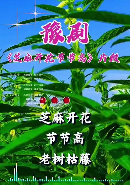 节节高花代表什么？它的寓意有哪些？