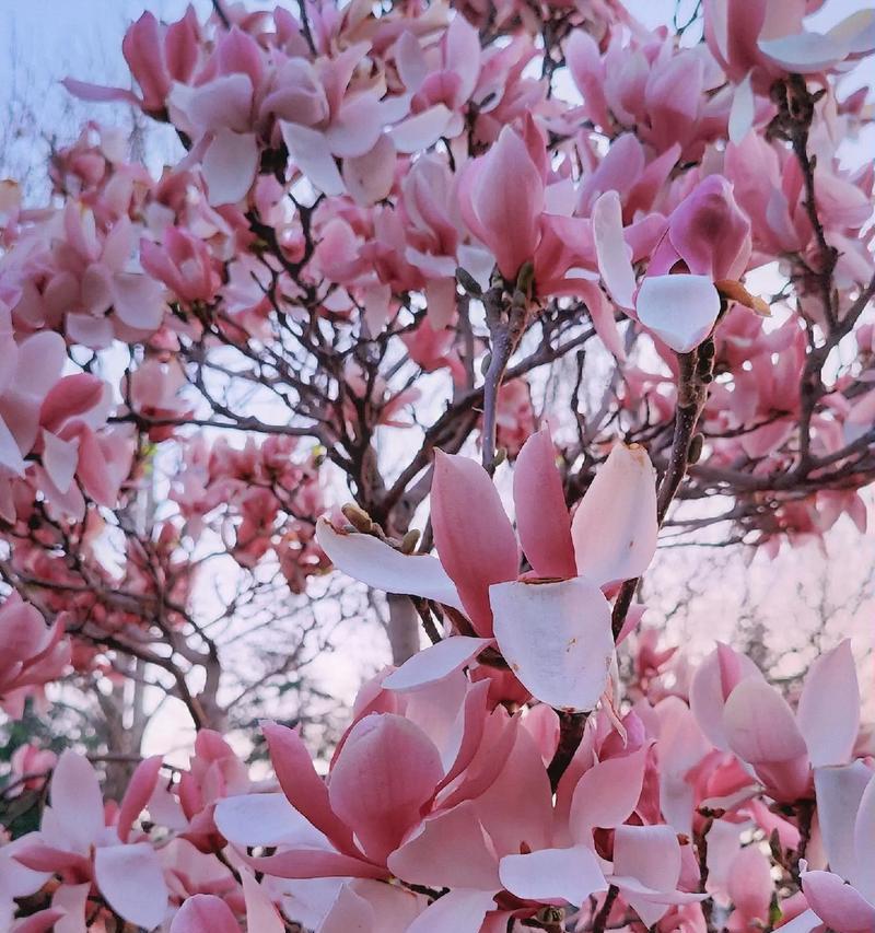 春天开的什么花象征爱情？春天的花卉花语是什么？