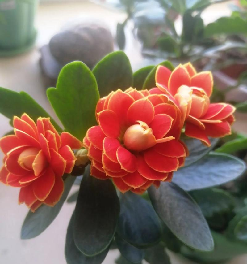 长寿花寓意着什么？