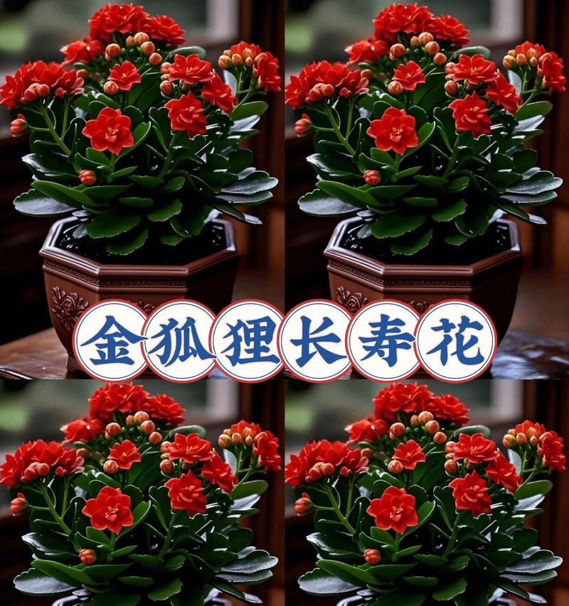 长寿花寓意着什么？