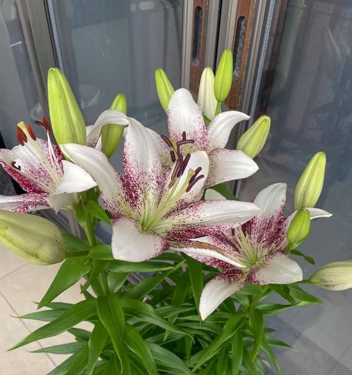 一枝白色百合花的寓意是什么？它象征着什么？