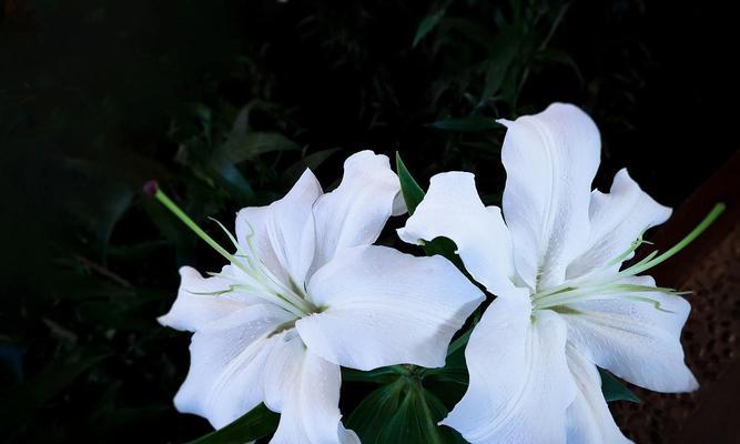一枝白色百合花的寓意是什么？它象征着什么？