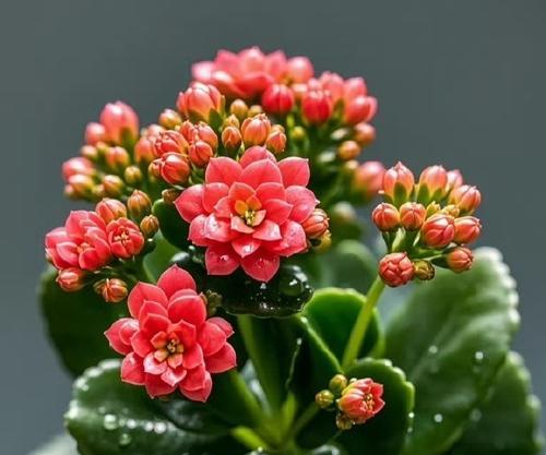 哪种花寓意健康顺利？它们的花语有哪些？