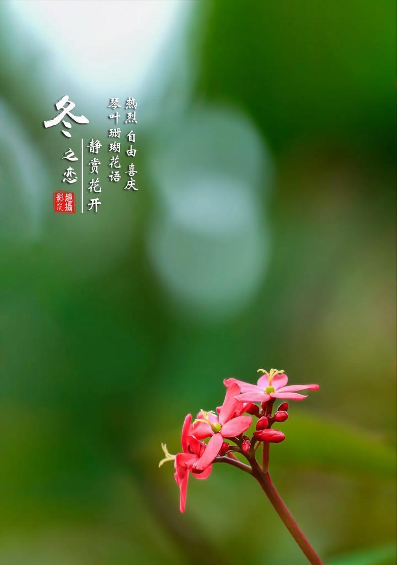 哪种花寓意健康顺利？它们的花语有哪些？