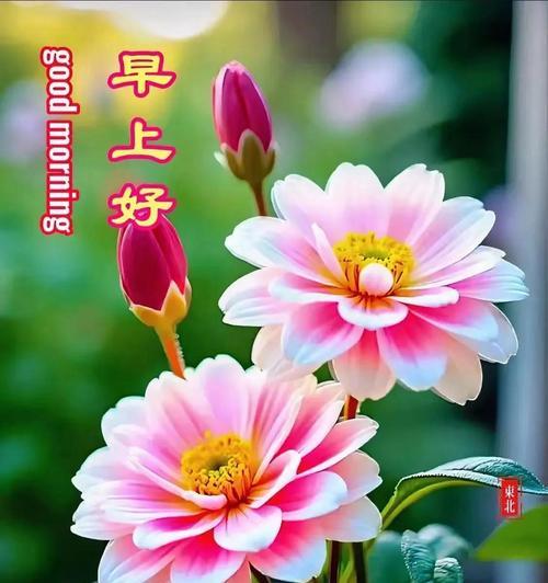 哪些花的寓意是祝福？