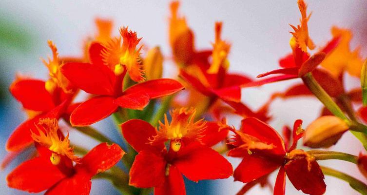 花语世界春节门票多少钱一张？春节期间有哪些特别活动？