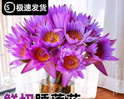 紫色花代表什么？紫色昂贵花的象征意义是什么？