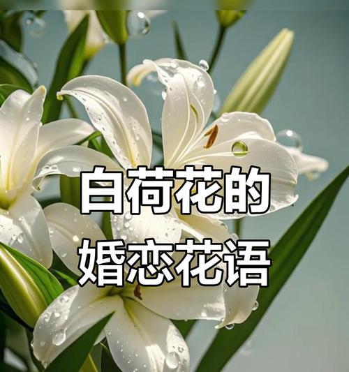 哪种花象征婚姻的美好和幸福？
