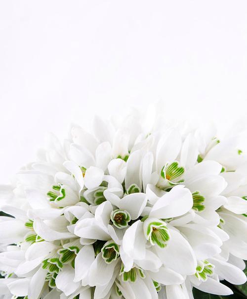 白色雪花象征着哪种花？