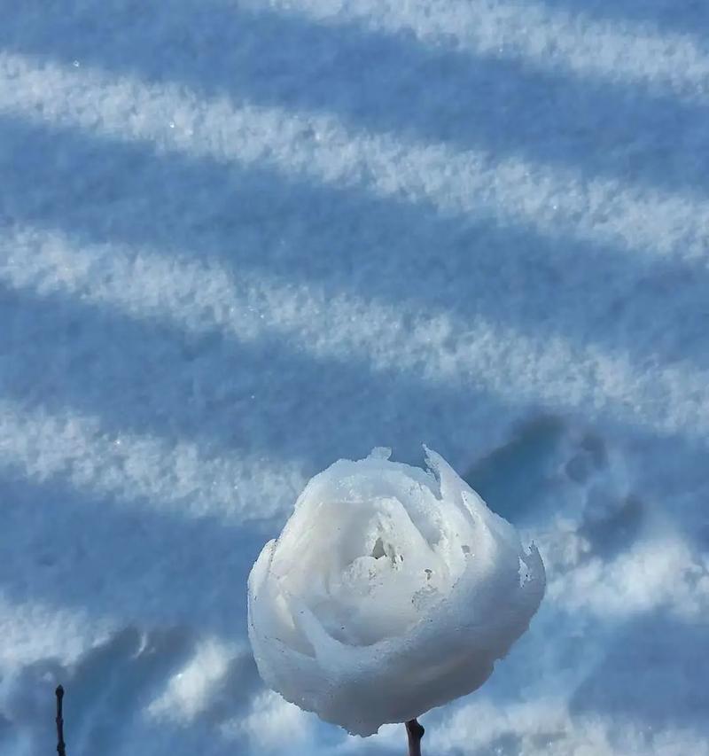 白色雪花象征着哪种花？
