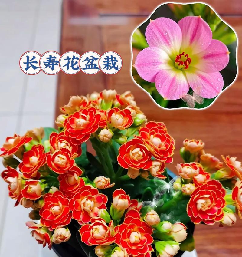 长寿花代表什么含义？长寿花语有哪些？