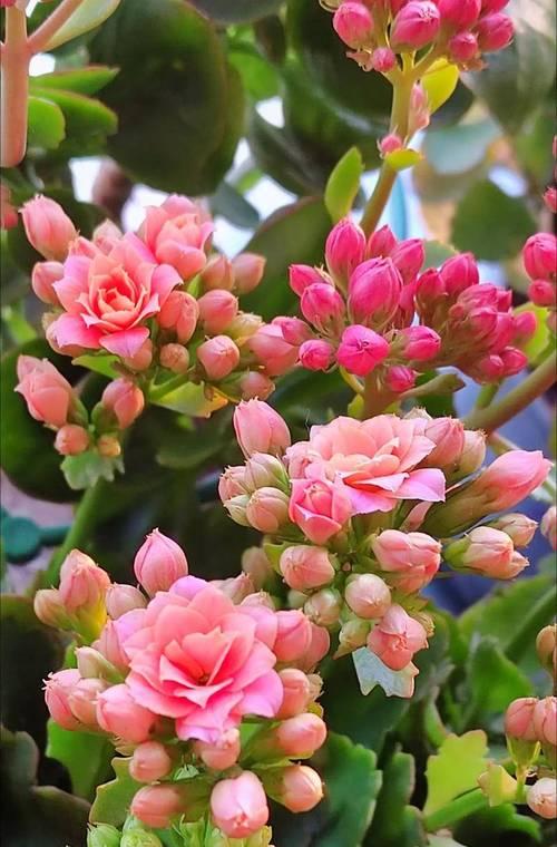 长寿花代表什么含义？长寿花语有哪些？