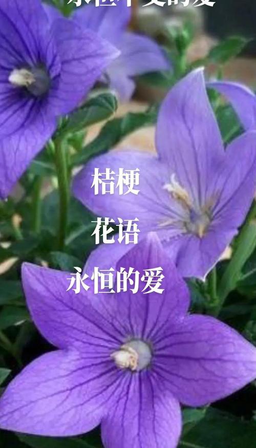 哪种颜色的花象征快乐？它们在花语中通常代表什么？