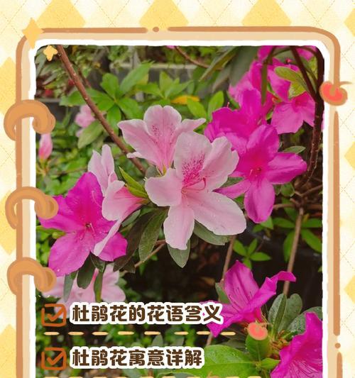 哪种颜色的花象征快乐？它们在花语中通常代表什么？