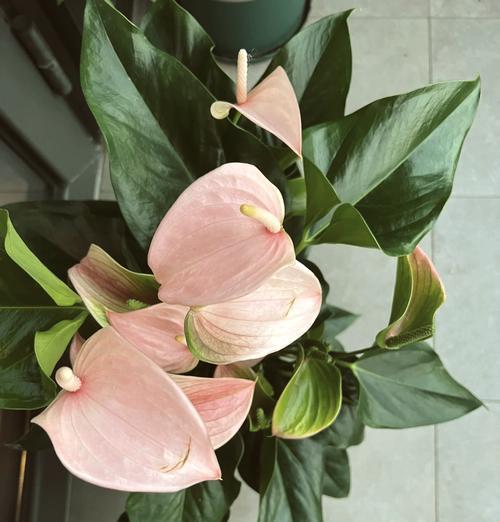 粉色花与红色花各自代表什么？它们的花语有何不同？