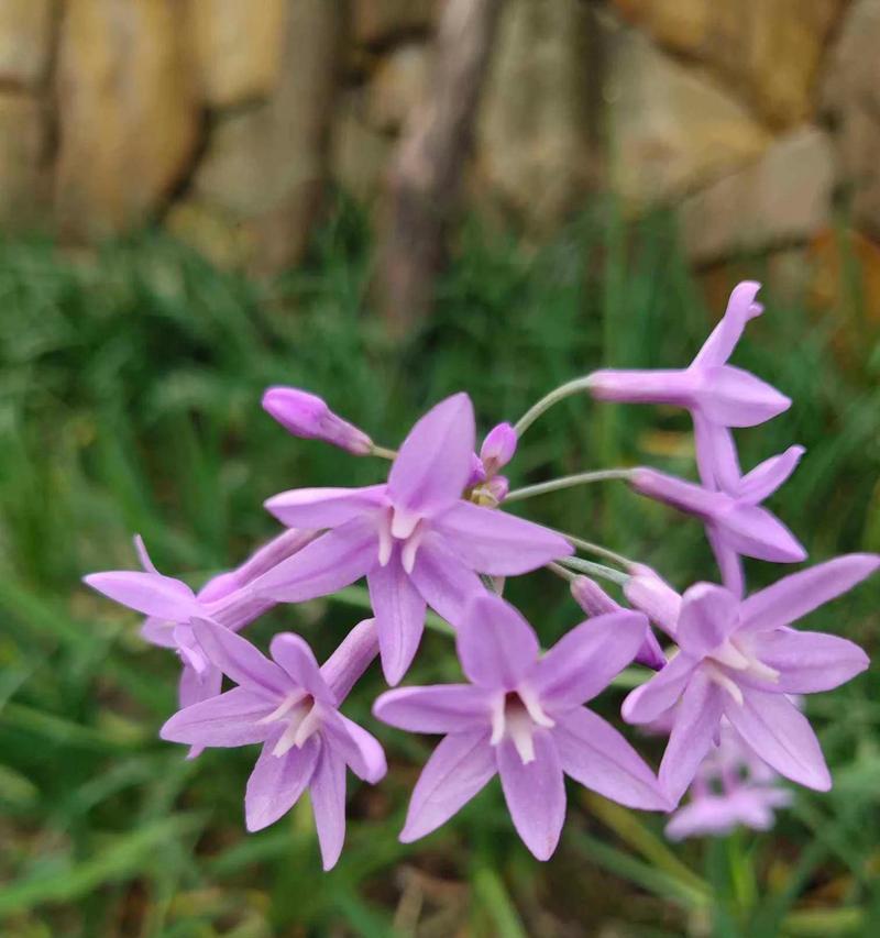 紫色花在临沂的花语是什么？紫色花在不同地区的寓意有何不同？