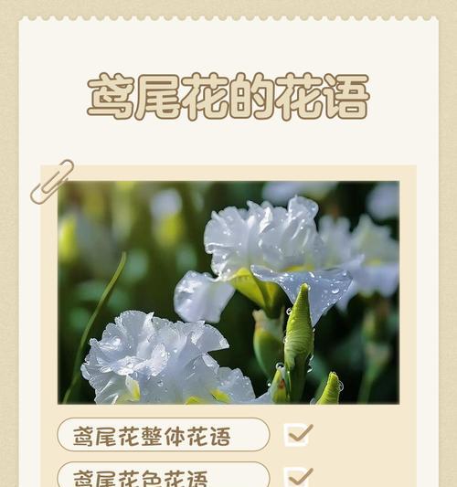爱情的花语有哪些？花的象征意义是什么？