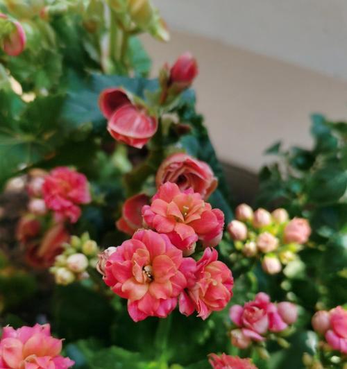 金色花的花语是什么？潮流中金色花的寓意有哪些？
