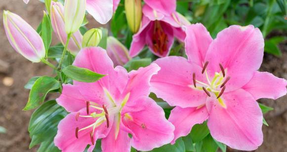 粉色百合花代表什么？粉色百合花的寓意是什么？