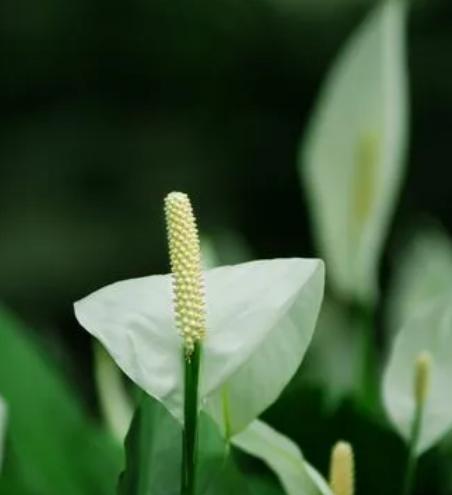 寓意平安回来的花是什么？这种花如何表达祝福？