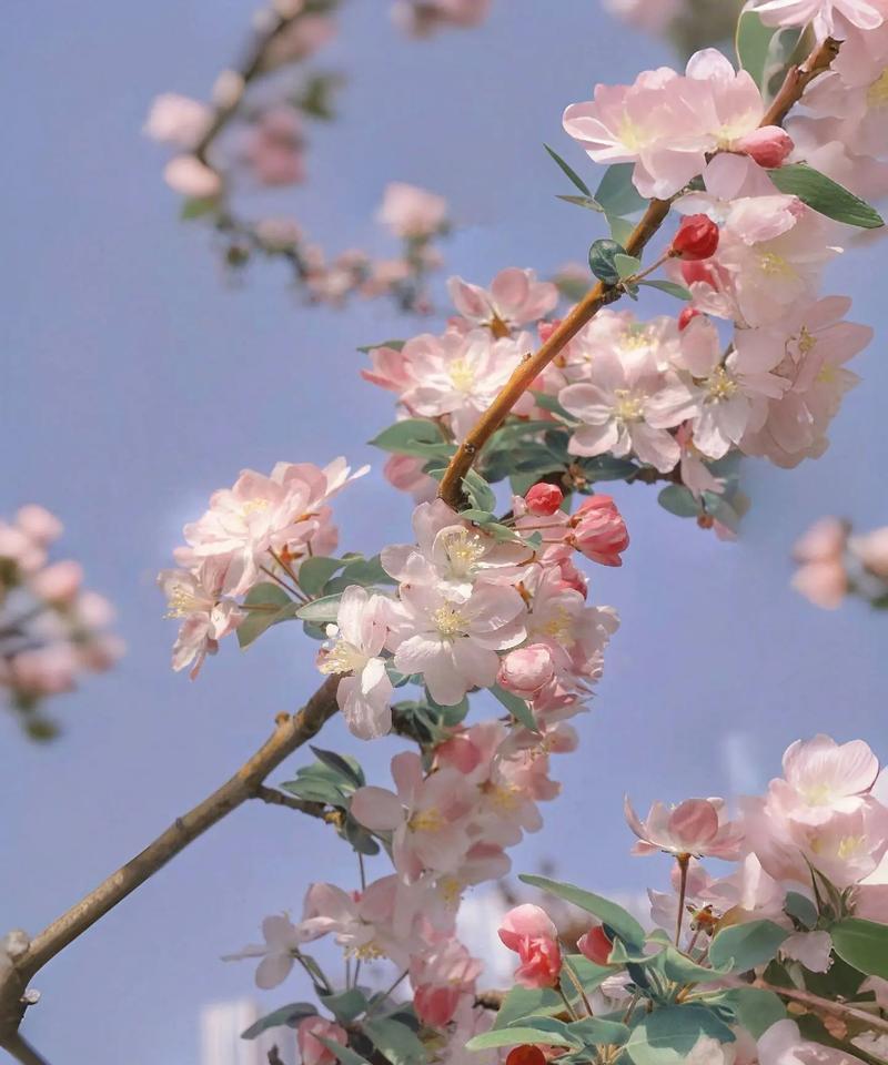 寓意平安回来的花是什么？这种花如何表达祝福？