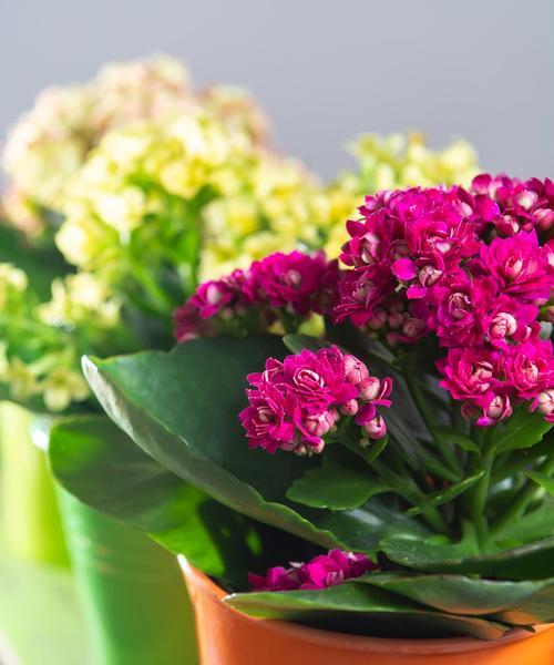 寓意平安回来的花是什么？这种花如何表达祝福？