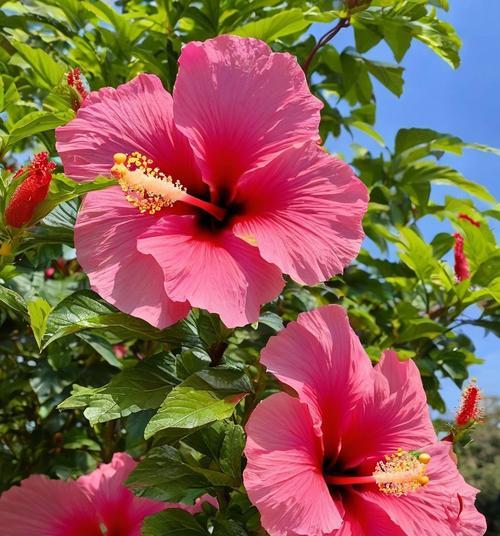 芙蓉花有哪些颜色？不同颜色芙蓉花的寓意是什么？