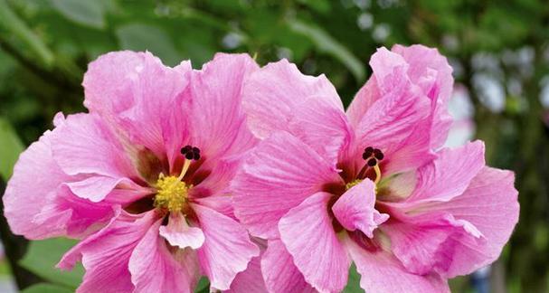 芙蓉花有哪些颜色？不同颜色芙蓉花的寓意是什么？