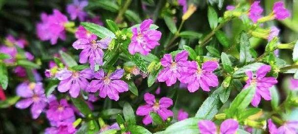 深紫色花的寓意是什么？紫色花象征着什么？