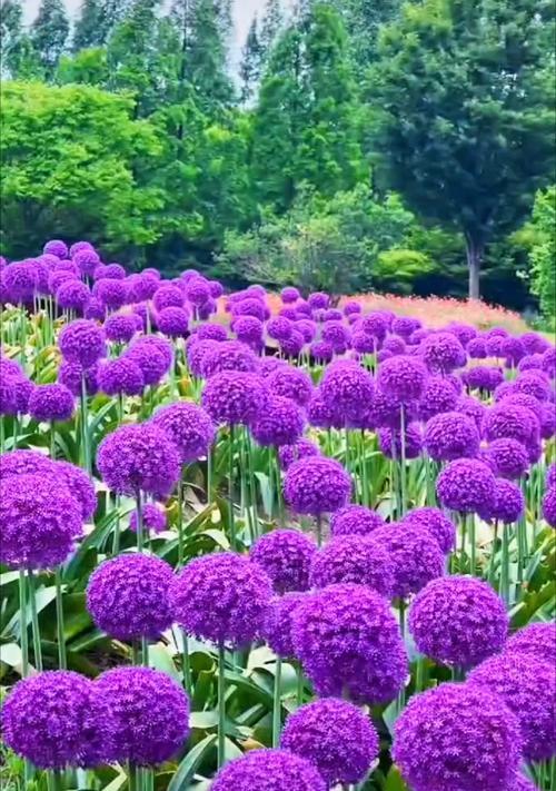 深紫色花的寓意是什么？紫色花象征着什么？