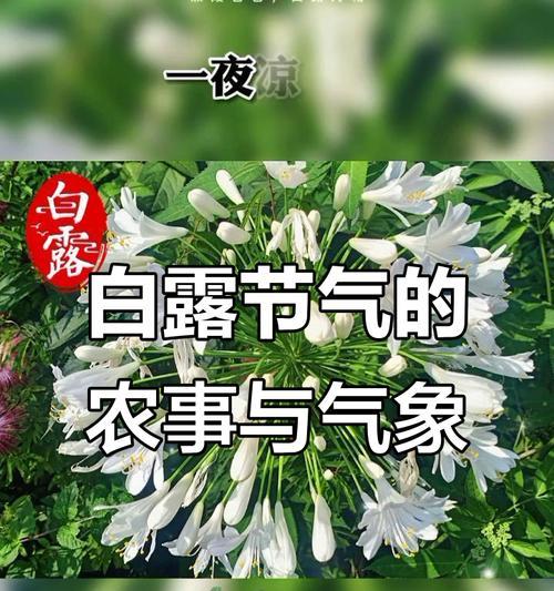 白露节气适合送什么花？白露节气花语有哪些特别之处？