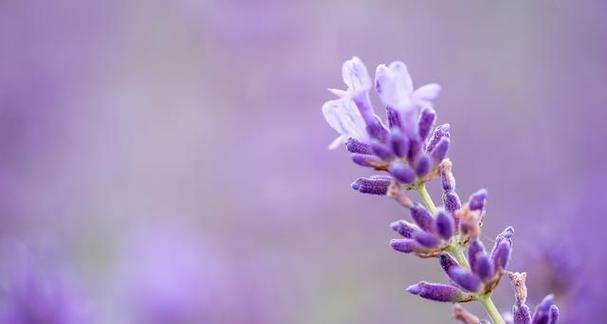 紫色薰衣草花语心事？薰衣草的花语有哪些含义？