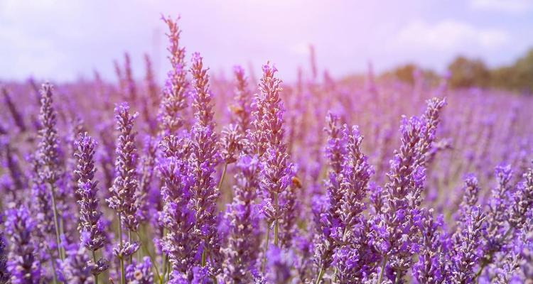 紫色薰衣草花语心事？薰衣草的花语有哪些含义？