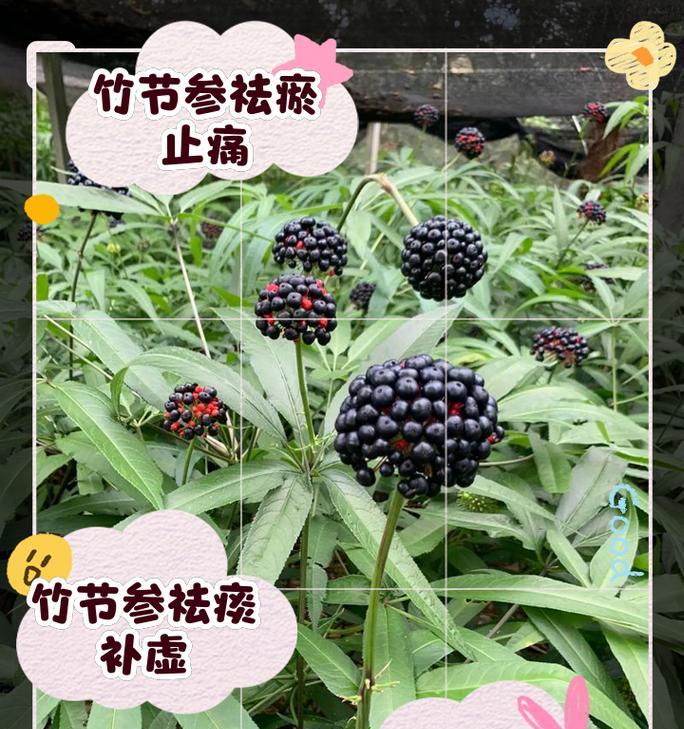 竹节花的含义是什么？它象征着什么？