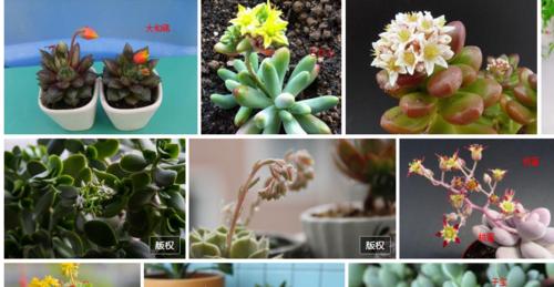 竹节花的含义是什么？它象征着什么？