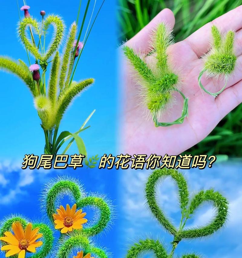 狗尾草的花语背后有哪些传说故事？