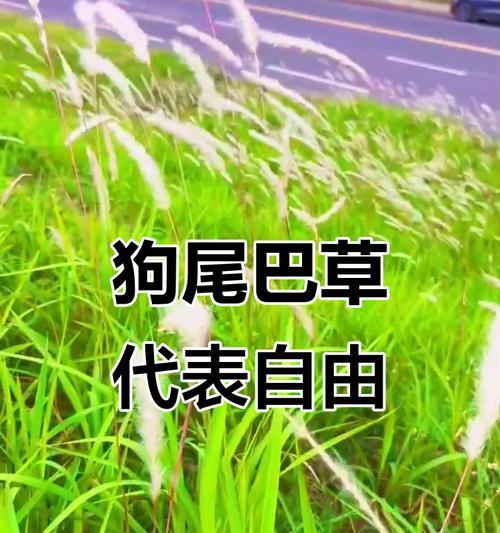 狗尾草的花语背后有哪些传说故事？