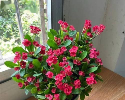 哪种花象征好运气？好运气的花朵有哪些特征？