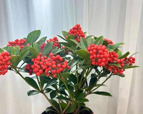 哪种花象征好运气？好运气的花朵有哪些特征？