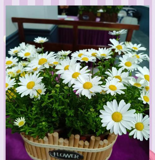 清明节送栀子花代表什么？栀子花在清明节的含义是什么？