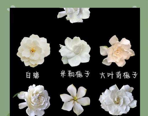 清明节送栀子花代表什么？栀子花在清明节的含义是什么？