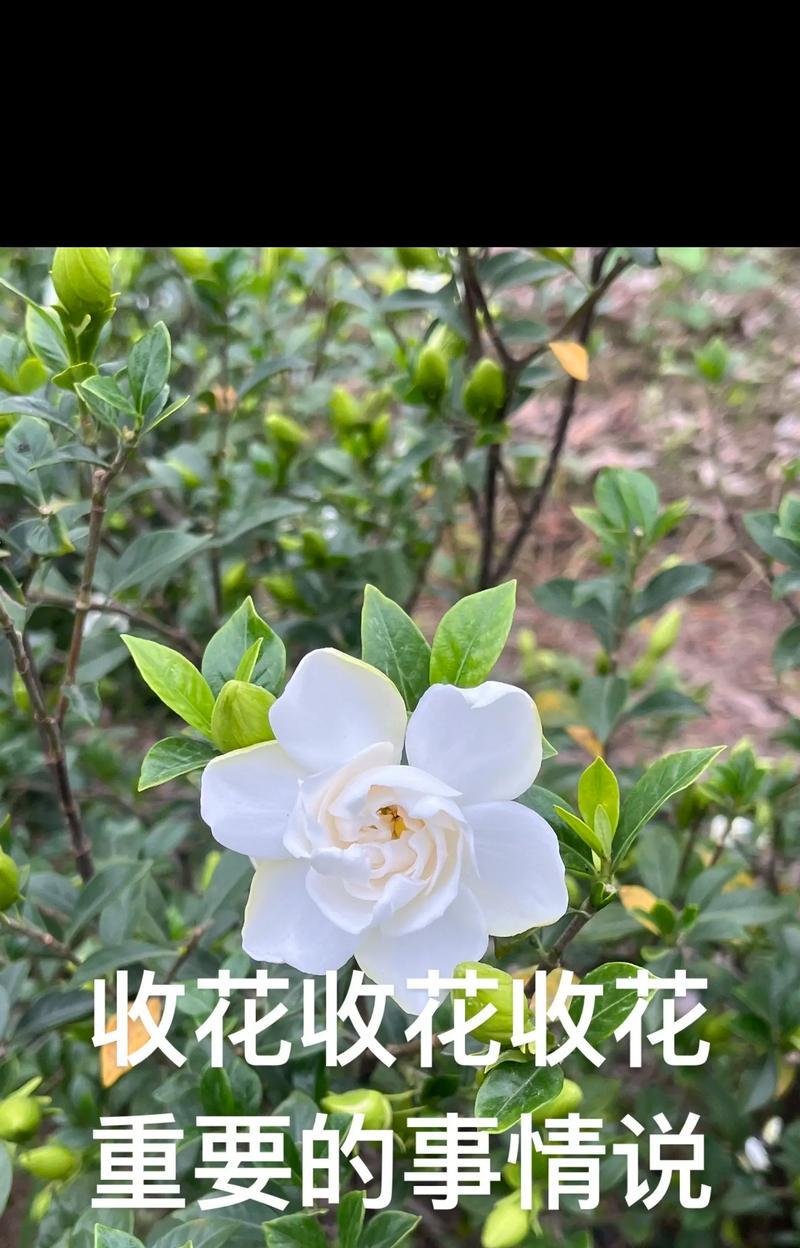 清明节送栀子花代表什么？栀子花在清明节的含义是什么？