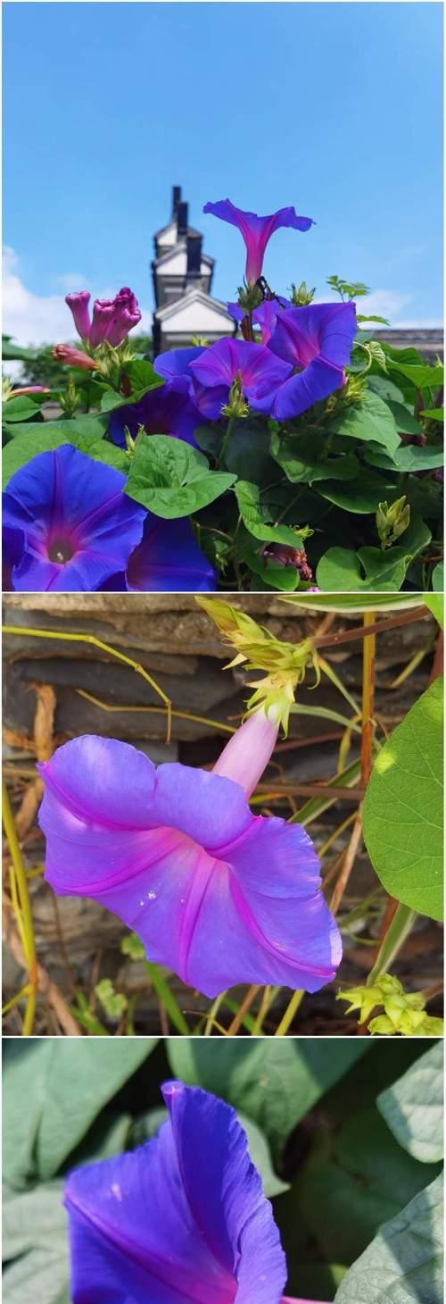 哪种花象征普通人的爱情？普通人的爱情花寓意是什么？
