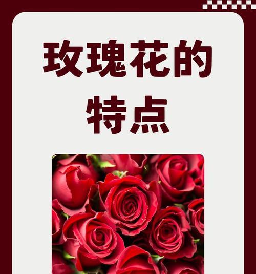 不同花文化的象征意义是什么？如何理解它们的深层含义？
