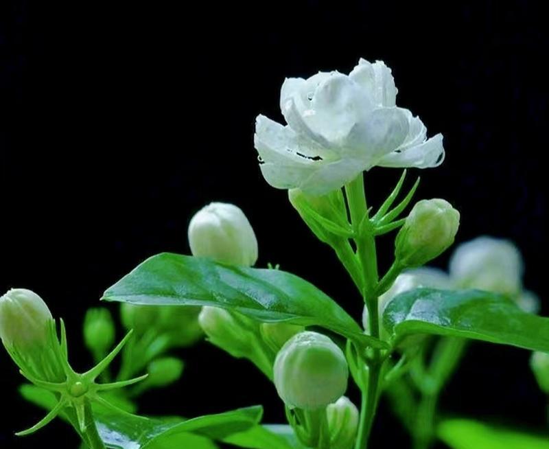 安静祝福的花语有哪些？安静祝福花语大全是什么？