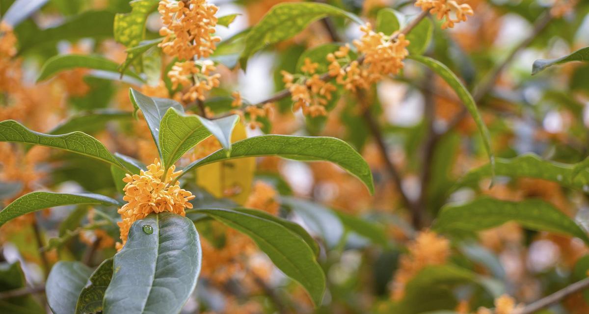 哪些花寓意着富贵？金色花的寓意是什么？