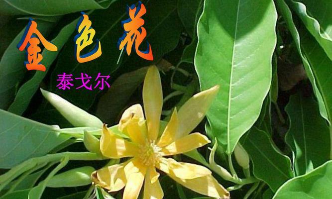 哪些花寓意着富贵？金色花的寓意是什么？