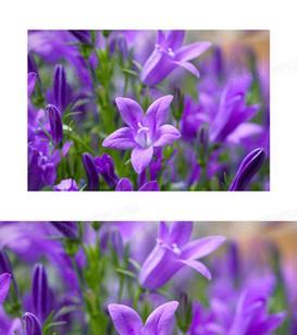 紫色桔梗花代表什么？它的花语有哪些含义？