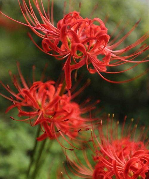 深红色花象征着什么？