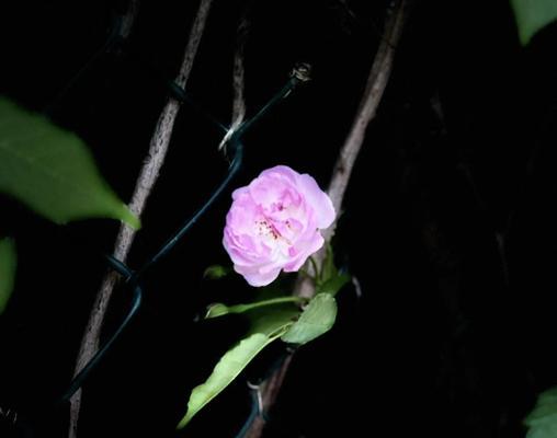 古代花语中哪些花代表美好爱情？